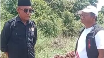 Subulussalam Memanas, CV Lae Saga Group Buat Ulah Lagi: Warga Belukur Makmur dan Kepala Mukim Binanga Dituding Curi Sawit di Kebun Sendiri